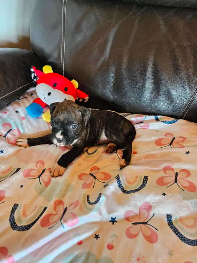 Chiots Boxer in Dogs & Puppies for Rehoming in West Island - Image 8
