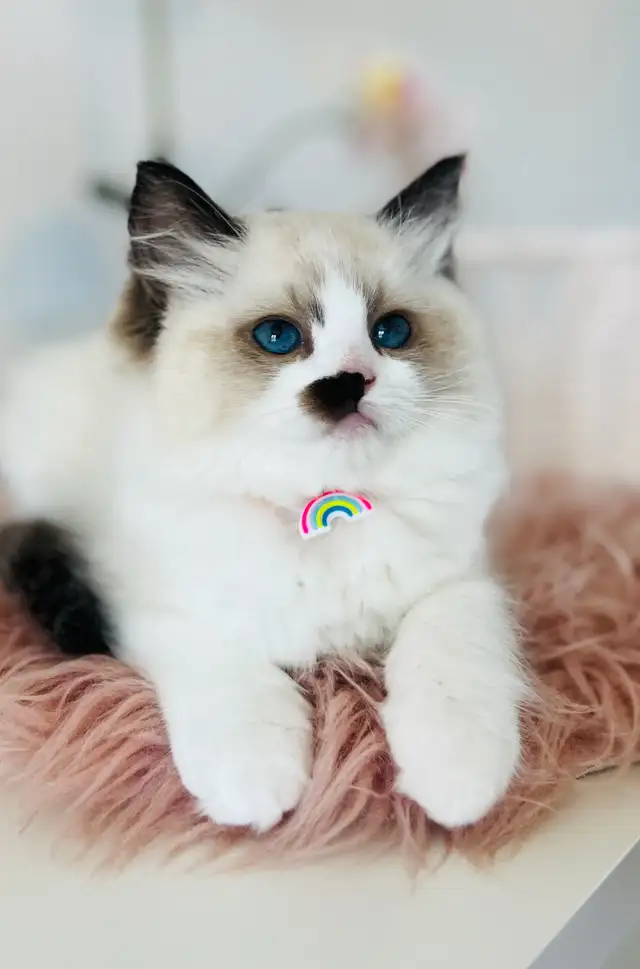 Chatons Ragdoll (pure race)❤️Scottish(pure race)❤️males et feme in Cats & Kittens for Rehoming in Laval / North Shore - Image 3