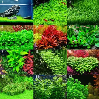 Beginner Aquarium Plants, View more