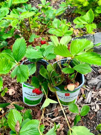 Strawberry Plants   (Perennial), View more