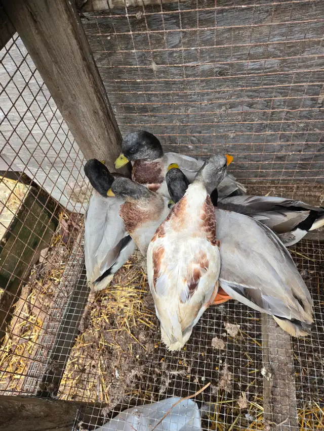 Male call ducks in Livestock in Hamilton - Image 2