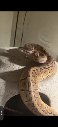 Ball python to a good home