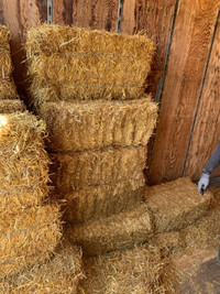 Small bales of straw wanted 