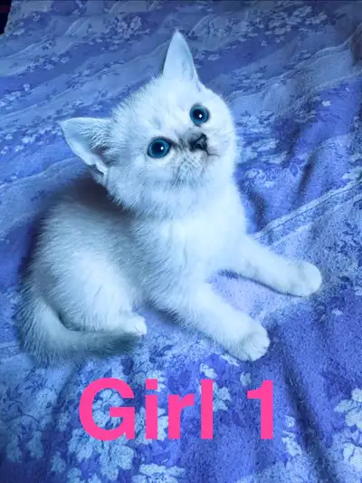 British shorthair kittens ready to go , View more