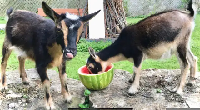 BABY GOATS BIRTHDAY PARTY RENTAL GTA in Animal & Pet Services in City of Toronto - Image 4
