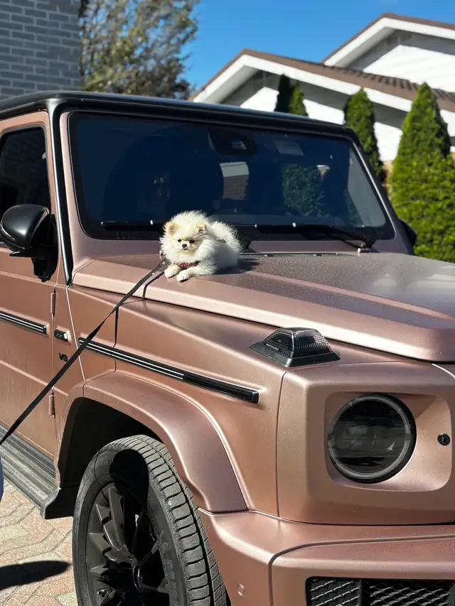 Top G Teacup  Pomeranian Puppy  (imported from South Korea) in Dogs & Puppies for Rehoming in Longueuil / South Shore - Image 2