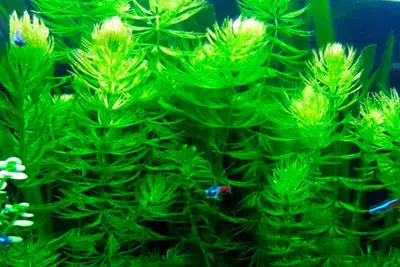Freshwater Aquatic Plant for sale or trade, View more