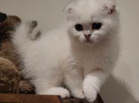 Scottish Fold Blue Point