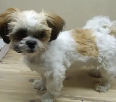 Female Shih tzu, View more