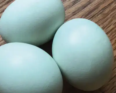 Day Old True blue Chicks, View more