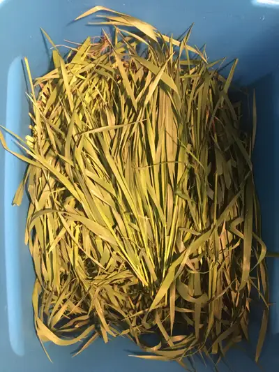 Sweetgrass for animals , View more