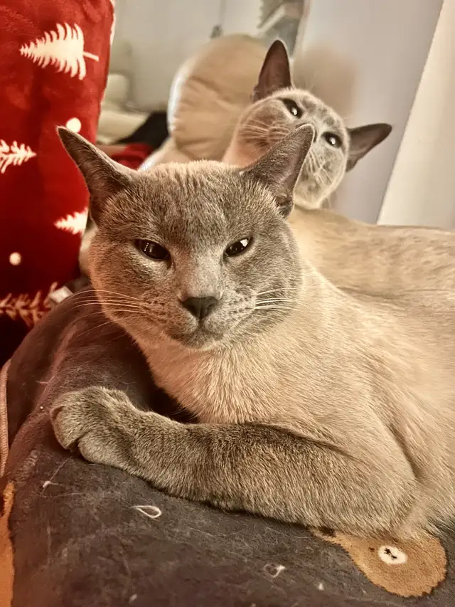 Mâle Siamois pour ‘ collaboration ‘ avec votre femelle