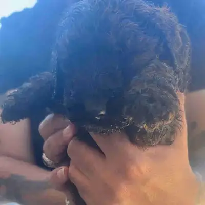  Puppies for sale, View more