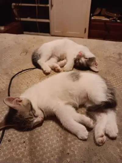 Chatons  A Vendre, View more