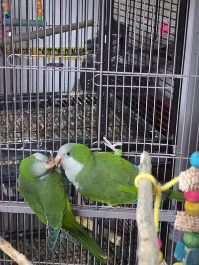 À vendre, deux magnifiques femelles Quaker, parfaites pour les amateurs d'oiseaux en quête de compag...