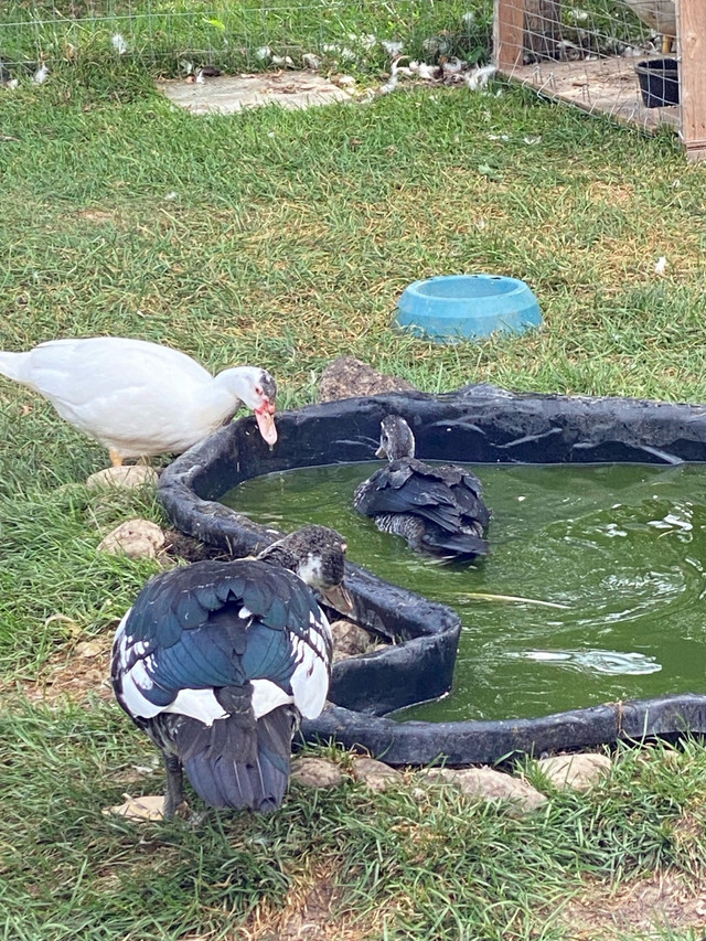 Muscovy ducks  - great pets  in Other Pets for Rehoming in Peterborough - Image 3