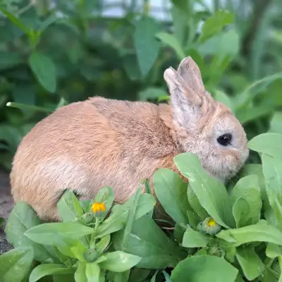 Netherland Dwarf, View more