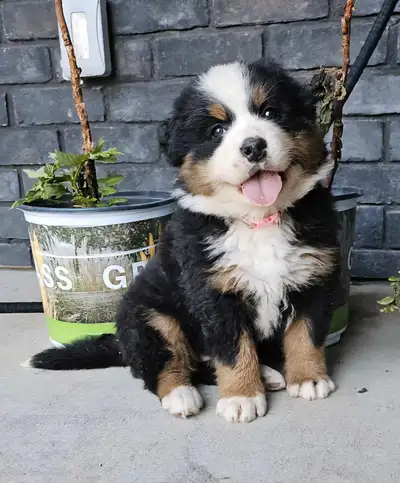 Purebred Bernese Mountain Pup, View more