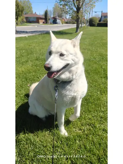 Ivy: 5 years old shiba husky mix looking for loving home, View more