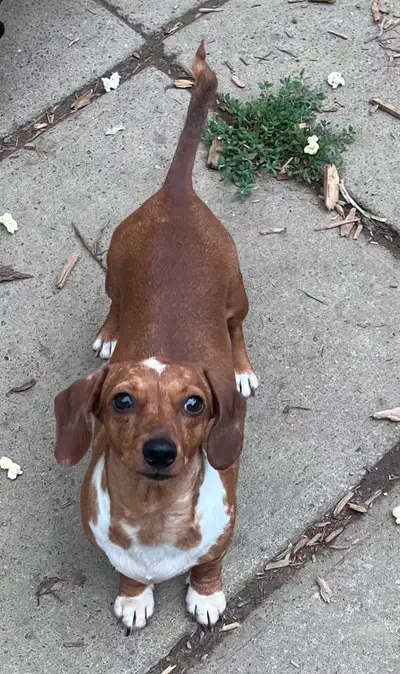 sweet loving mini dachshund girl, View more