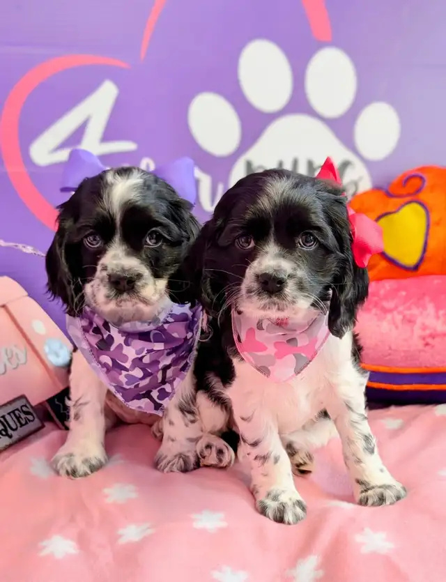 Cocker spaniel puppies ready for may 25 in Dogs & Puppies for Rehoming in City of Toronto - Image 2