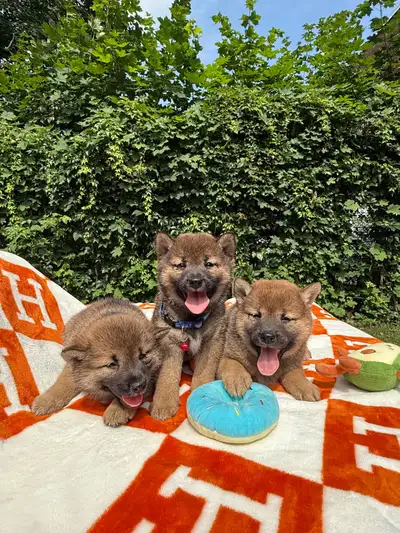 shiba inu MINI 15-17lbs adult, View more