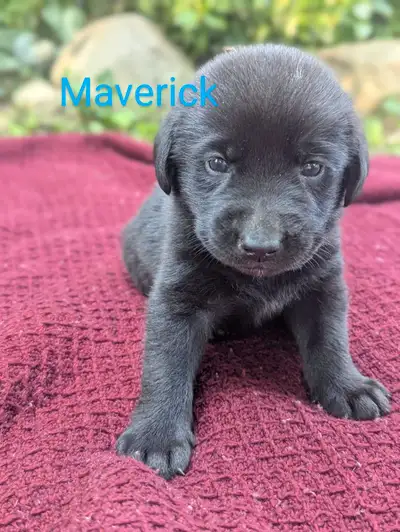 Purebred Lab puppies - CKC, DNA tested, View more