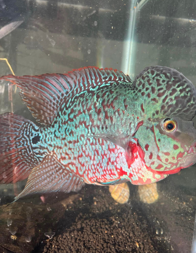 Flowerhorn with Set up  in Other Pets for Rehoming in Calgary