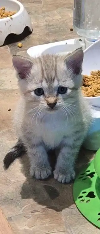 Prws a partir chaton highland lynx 1 femelle et 4 males, View more