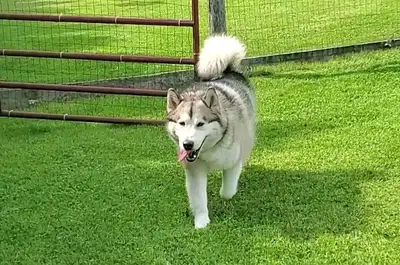 3 Year Old Purebred Female Alaskan Malamute, View more