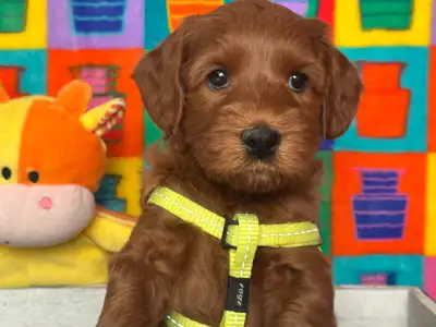 SUNSET TRAILS AUSTRALIAN LABRADOODLES have available 2 female and 3 male puppies in a gorgeous litte...