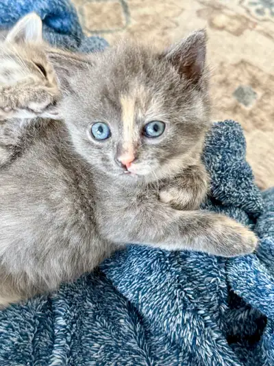 Polydactyl Kittens – Extra Toes 7 Toes!, View more