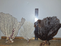 Sea fans  from the Caribbean sea
