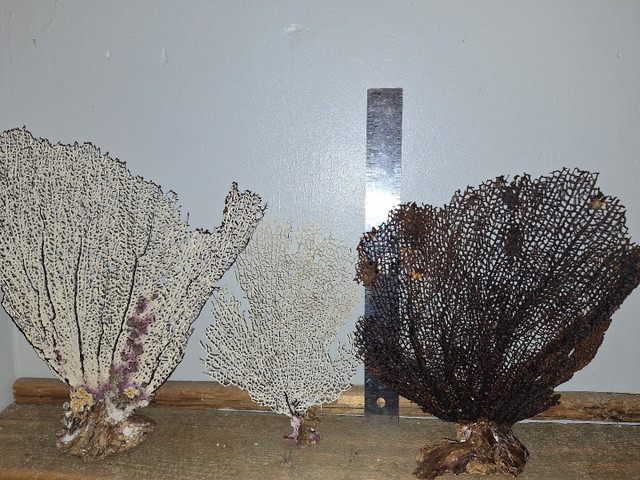 Sea fans  from the Caribbean sea in Home Décor & Accents in Cambridge