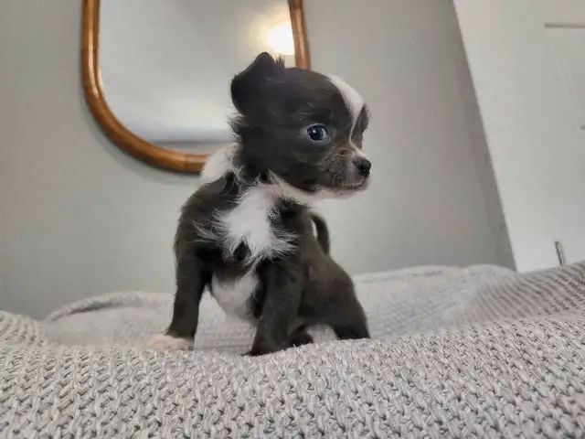 ❤️Applehead Chihuahua puppies- last one! ❤️ in Dogs & Puppies for Rehoming in Edmonton - Image 5