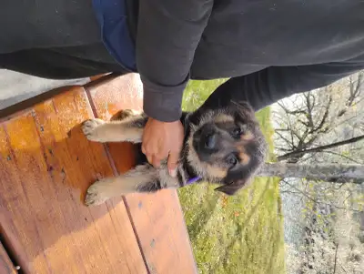 At last the wait is over new litter of Teddy Bear Shepherds, View more