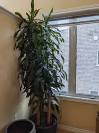 Indoor Plant - Large