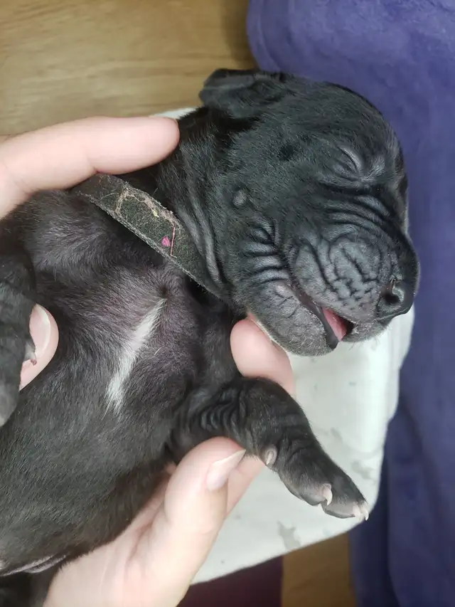 CKC Registered Great Dane Puppies in Dogs & Puppies for Rehoming in City of Toronto - Image 9