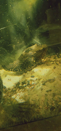 2 red eye dragon puffers