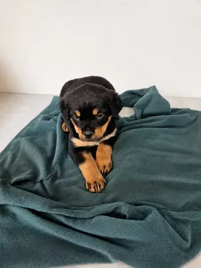 Purebred Rottweiler, View more