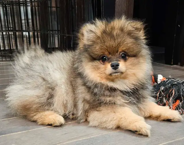 Premium pomeranian puppies * in Dogs & Puppies for Rehoming in Ottawa - Image 4
