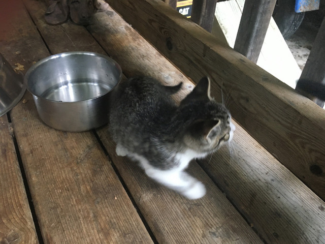 Feral cats free. Various mix. in Cats & Kittens for Rehoming in Chatham-Kent