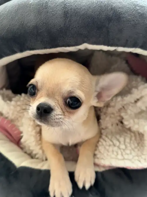 Absolute cutest, happiest male Chihuahua puppy. True applehead with cobby body style, short muzzle a...