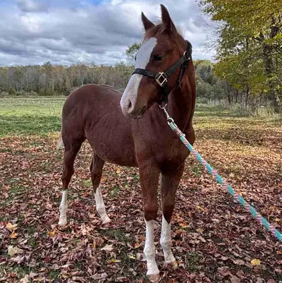 Quarter horse colt for sale, View more
