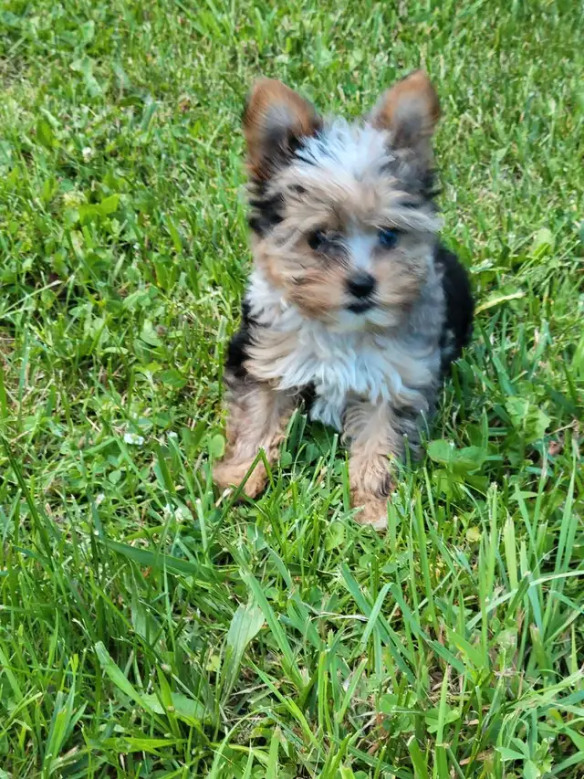 Unique Yorkie puppys in Dogs & Puppies for Rehoming in Stratford - Image 8