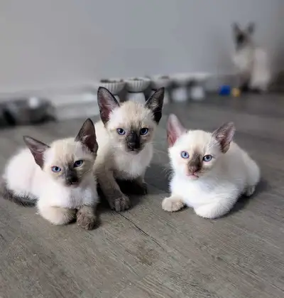 Chaton siamois , View more