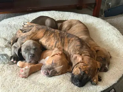 Puppies for sale, View more