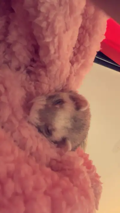 Recherche famille pour mon furet , View more
