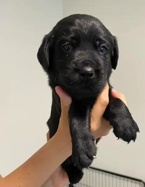 Chiots Labrador a vendre in Dogs & Puppies for Rehoming in City of Montréal - Image 3