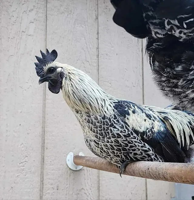 Birds in Sooke in Livestock in Victoria - Image 5